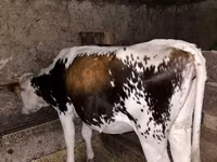 Krowa, Bydło — zdjęcie 1