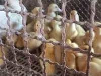 Ducks — Foto 1