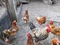 Chickens — foto 1