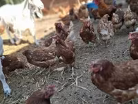 Chickens — الصورة 2