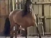 雌馬, Paso Fino — 写真 1