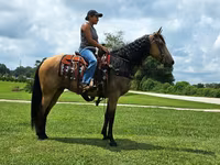 Kobila, Missouri foxtrotter — fotografija 7