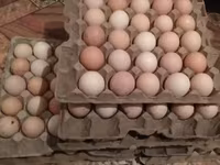 Turkeys — fotografija 7