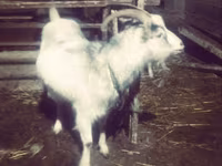 Chèvre, Chèvres — photo 1