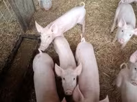 Cerdos (lote, sexo no especificado), Cerdos — foto 1