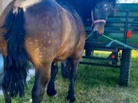 Caballo, Caballos — foto 1