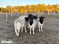كبش, Dorper sheep — الصورة 1