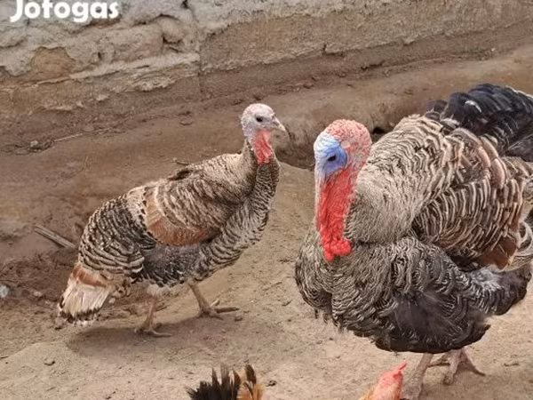 Turkeys