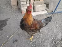 Chickens — zdjęcie 5