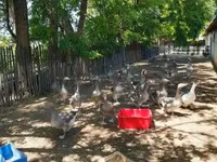 Geese — Foto 6