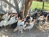 Turkeys — fotografija 6
