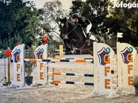 公马, Belgian warmblood horse — 照片 1