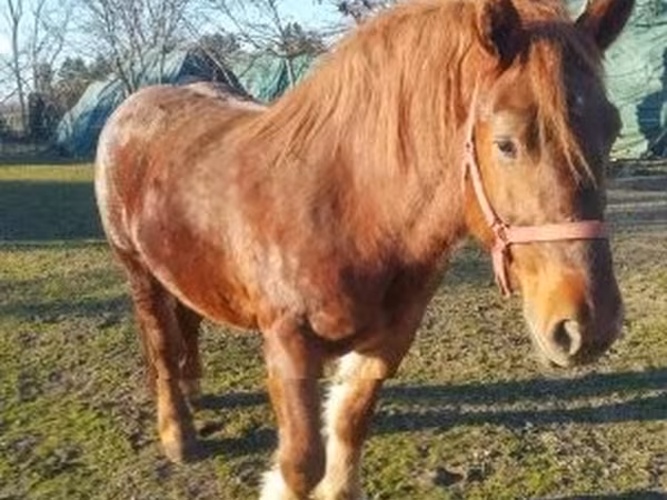 雌馬, Hungarian horse breed