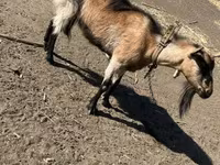 母山羊, Goats — 照片 1