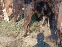 Touro, Simmental cattle — foto 5