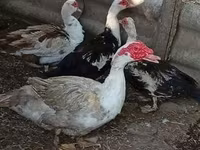 Ducks — fotografija 4