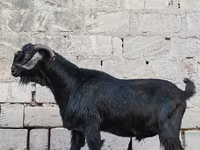 Jarac, Anatolian Black goats — fotografija 2