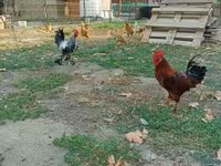 Chickens — fotografija 3