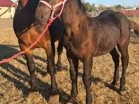 Caballo, Percheron — foto 3