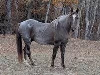 Pastuv, Palomino — fotografija 3