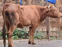 Cow, Cattle — photo 4