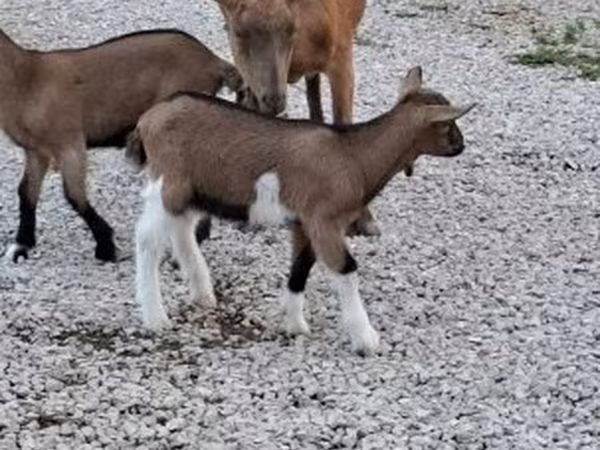 Billy Goat, Goats