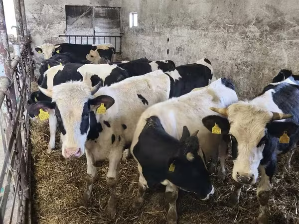 Bik, Russian Black pied cattle