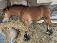 公马, Horses — 照片 2