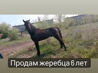 Pastuv, Altai horse — fotografija 7