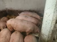 Шошқалар (топ, жынысы көрсетілмеген), Шошқалар — 6-сурет