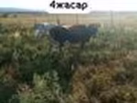 İnək, Latvian Blue cattle — foto 2