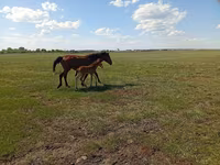 Kobila, Kinsky horse — fotografija 4
