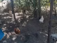 Chickens — foto 4