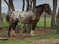 Toychoq, Haflinger — 8-rasm