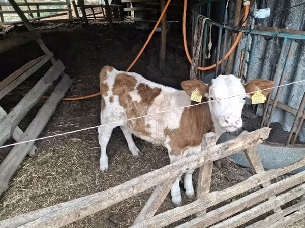 Bulle, Ungarische Graue Rasse