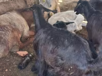 Dişi keçi, Keçilər — foto 2