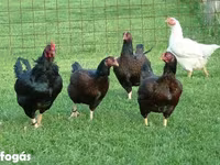 Chickens — الصورة 1
