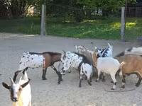 Goat, Nigerian dwarf goats — photo 7