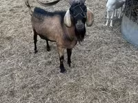 تيس, Nubian Goat — الصورة 2