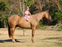 At, Quarter Horse — foto 2