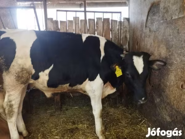公牛, Holstein breed