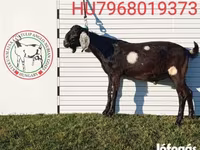 公山羊, Nubian Goat — 照片 4