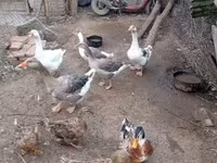 Ducks — Foto 3