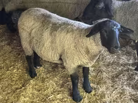 मेढ़ा, White Suffolk sheep — फ़ोटो 2