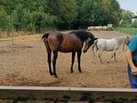 Kobila, Nonius horse — fotografija 3