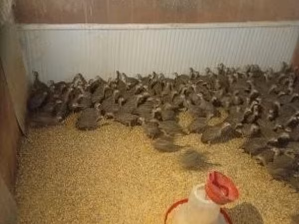 Guinea fowl