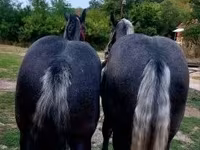 Aygʻir, Percheron — 3-rasm