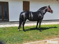 Yegua, Caballos — foto 1