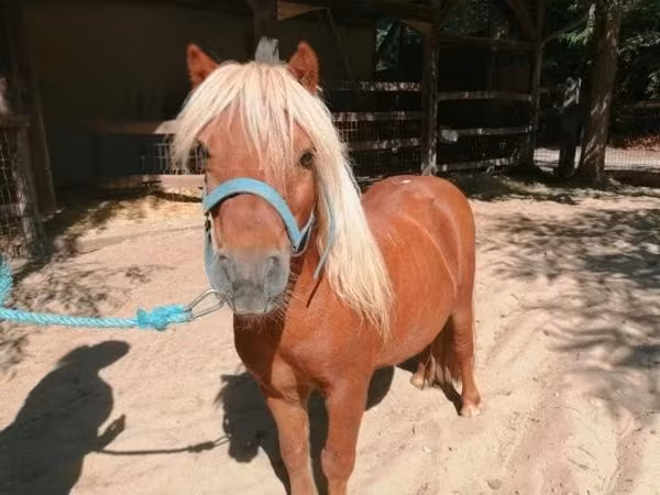 Koń, Shetland Pony