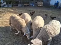 Ovan, Merino sheep — fotografija 2